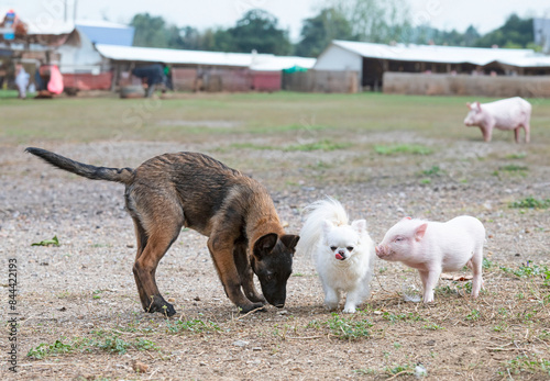 pig and dogs in farm photo