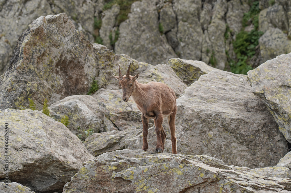 Impressive mountain goats in the wild during hiking the Tour du Mont Blanc. Impressive mountain goats in the wild during hiking the Tour du Mont Blanc.