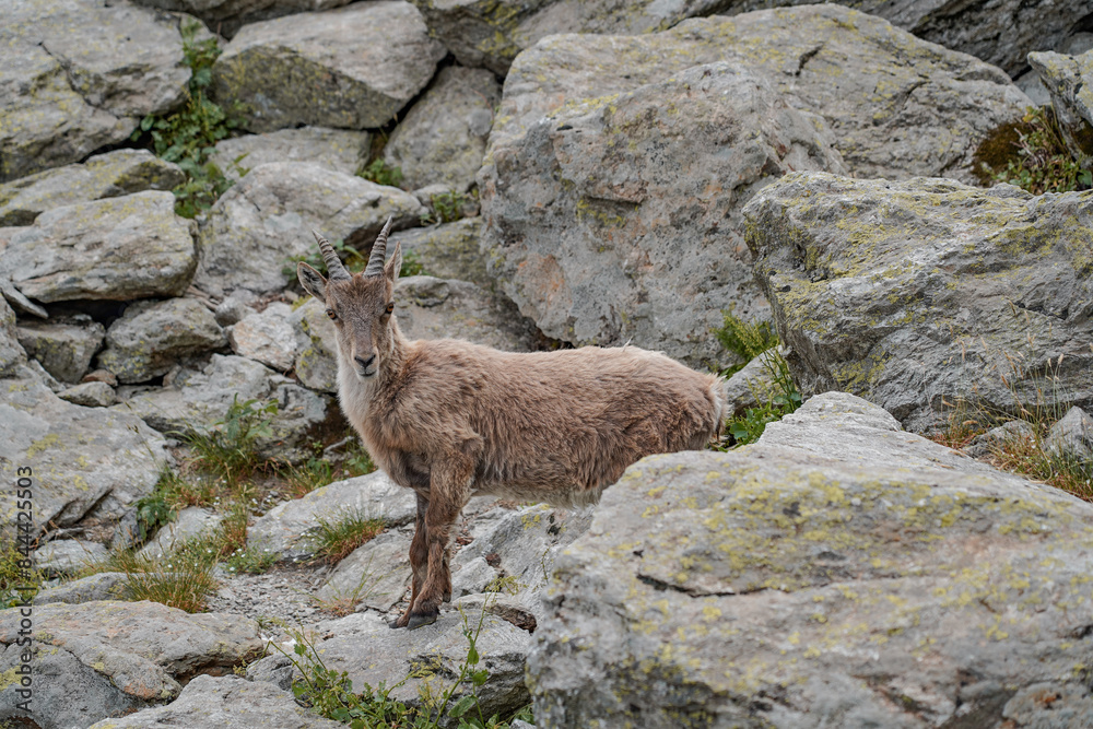 Impressive mountain goats in the wild during hiking the Tour du Mont Blanc. Impressive mountain goats in the wild during hiking the Tour du Mont Blanc.