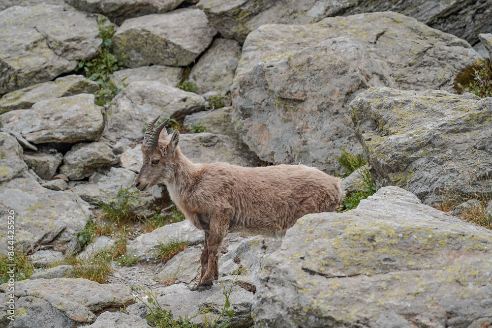 Impressive mountain goats in the wild during hiking the Tour du Mont Blanc. Impressive mountain goats in the wild during hiking the Tour du Mont Blanc.