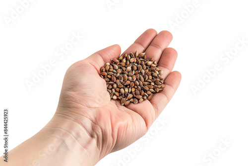 Close-up of a hand holding a handful of barley grains. © Quality Photos