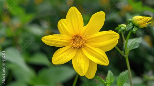 Dahlia pinnata a Bright Yellow Flower in the Asteraceae Family