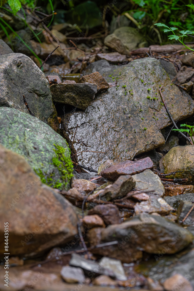 Beautiful wet stones with moss in the forest in the afternoon Beautiful wet stones with moss in the forest in the afternoon