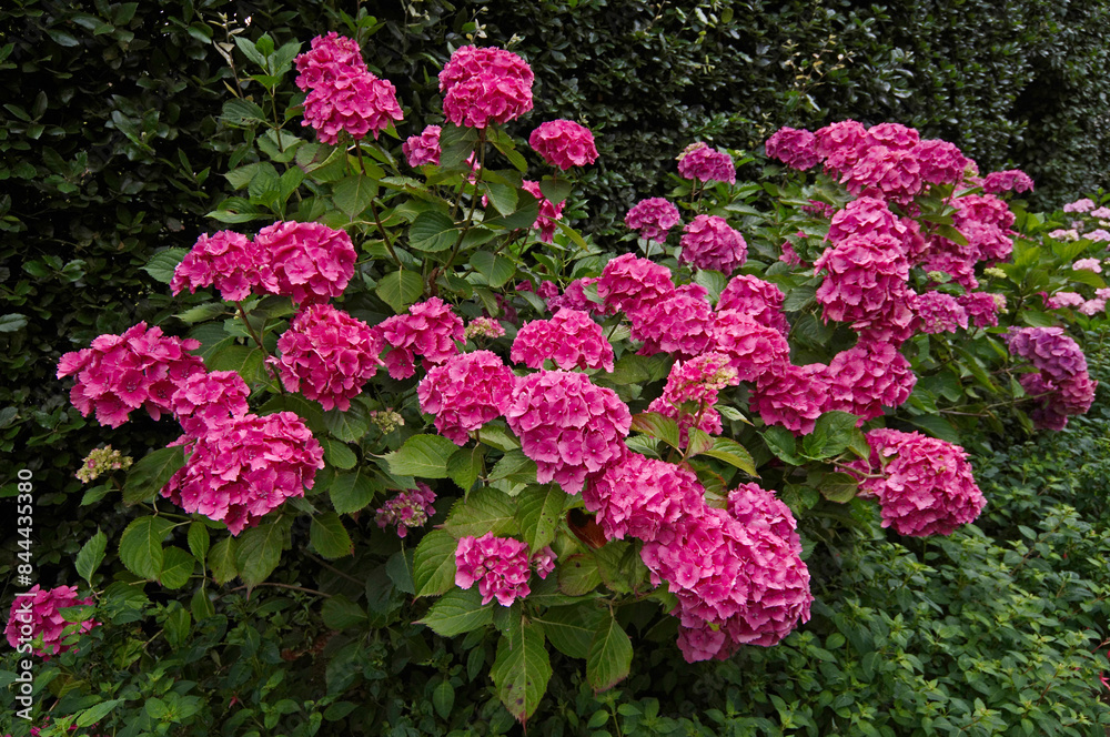 An impressive pink lace cap Hydrangea macrophylla An impressive pink lace cap Hydrangea macrophylla