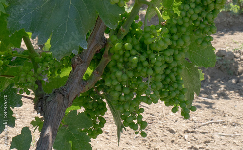 vineyards of Carignano and vermentino wine, Santadi, south Sardinia photo