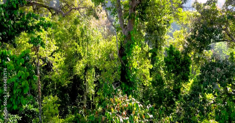 A drone glides silently through the dense jungle, capturing the mesmerizing sight of orangutans moving gracefully among the trees. These intelligent primates swing effortlessly from branch to branch, 
