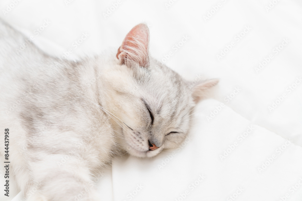 Obraz premium Small Scottish kitten lying down on white bed of relaxing and cozy wellbeing in home.