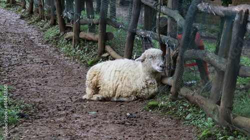 Resting sheep along a muddy farm path with rustic wooden fence and lush green background in an outdoor rural setting.