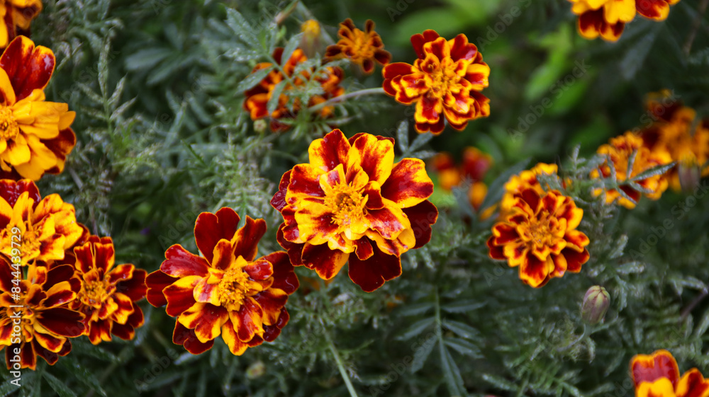 Bright marigold flowers with vibrant orange and red petals in a lush green garden, showcasing their beauty and intricate detail up close on a sunny day Bright marigold flowers with vibrant orange and red petals in a lush green garden, showcasing their beauty and intricate detail up close on a sunny day