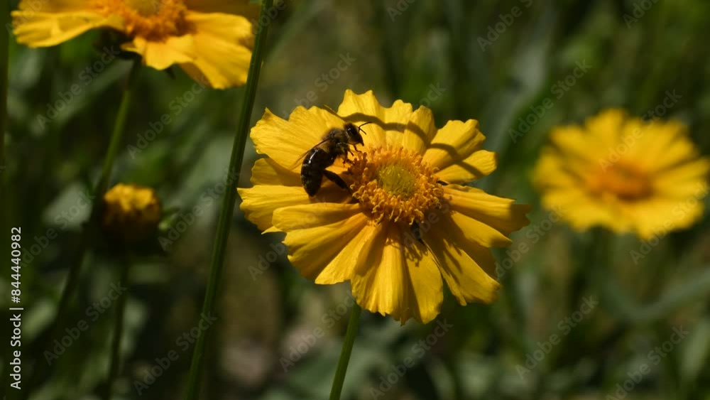 Bee collecting pollen on a yellow cosmos flower with swaying flowers and green foliage in the background Bee collecting pollen on a yellow cosmos flower with swaying flowers and green foliage in the background