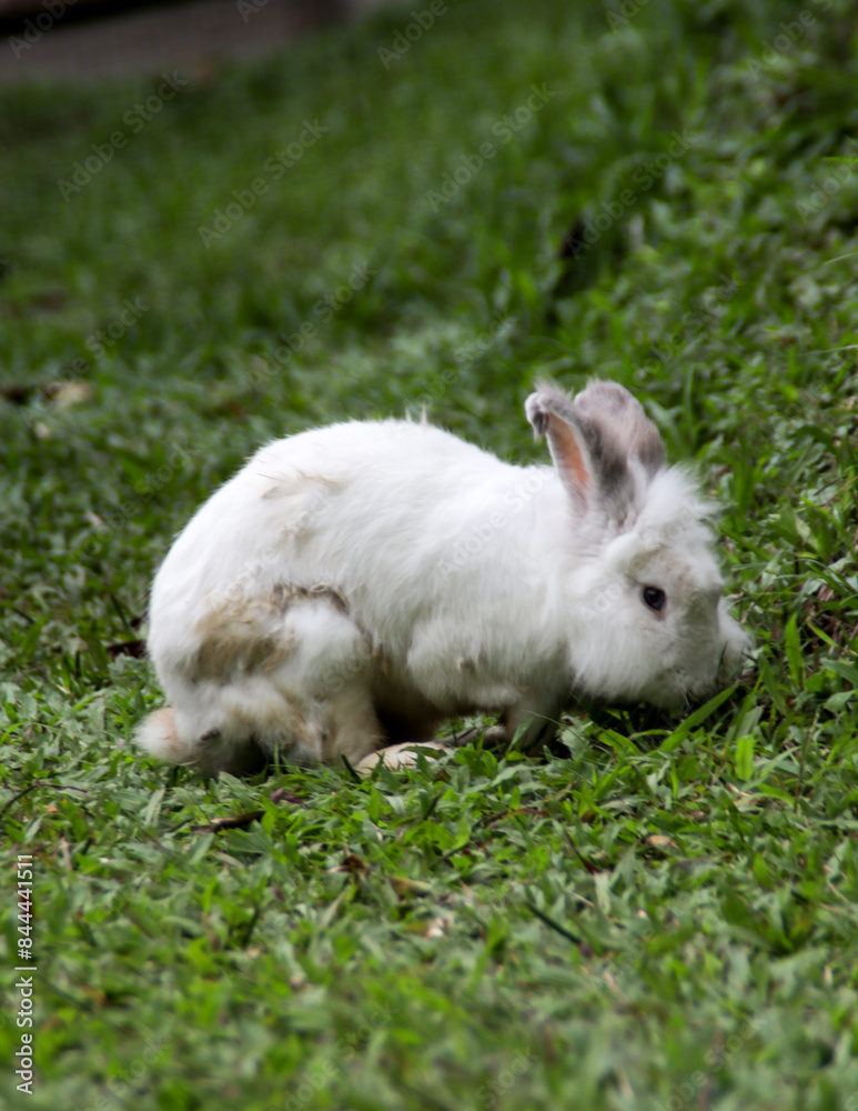 White Furry Rabbit Grazing on Lush Green Grass in Natural Outdoor Park Setting with Blurred Background White Furry Rabbit Grazing on Lush Green Grass in Natural Outdoor Park Setting with Blurred Background