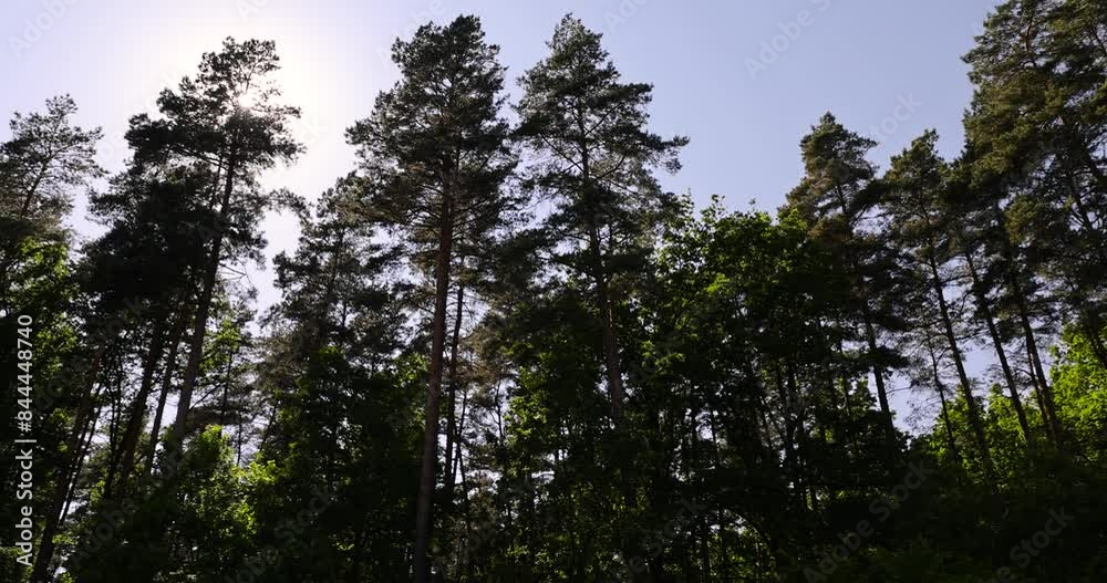 deciduous trees in spring in sunny windy weather, beautiful young foliage on the trees deciduous trees in spring in sunny windy weather, beautiful young foliage on the trees