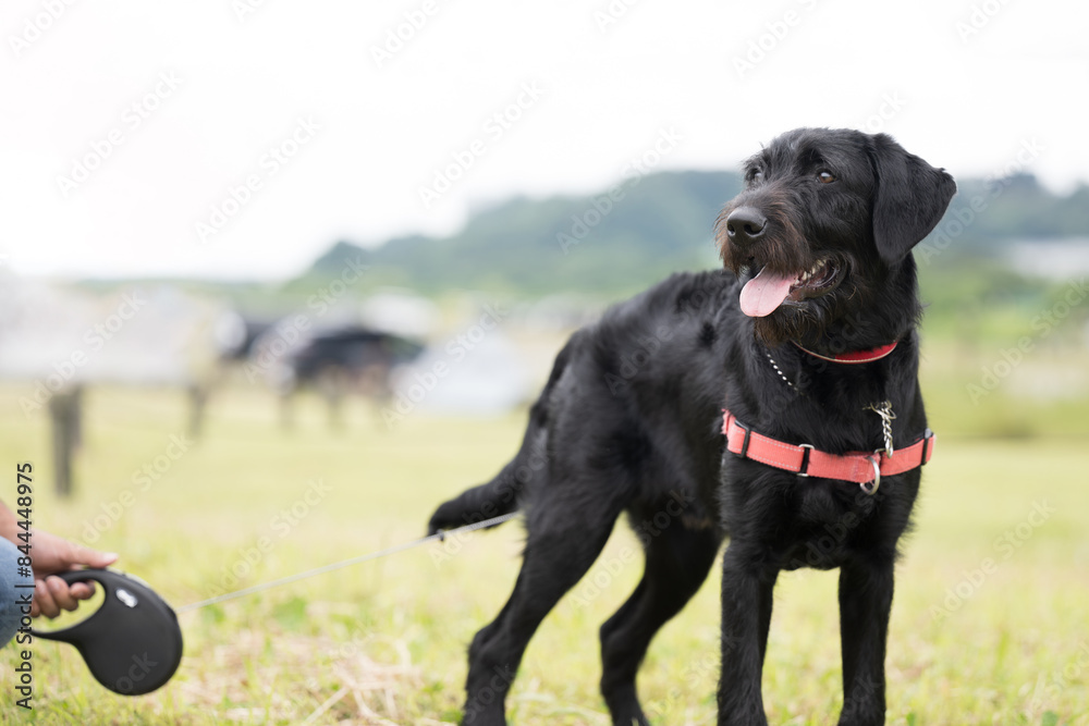 お散歩する大型犬の幼犬