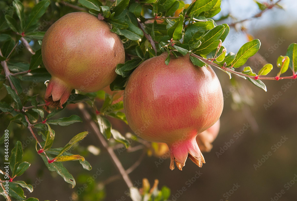 Close-up of ripe pomegranates hanging on the tree, showcasing their rich red color and natural beauty. Close-up of ripe pomegranates hanging on the tree, showcasing their rich red color and natural beauty.