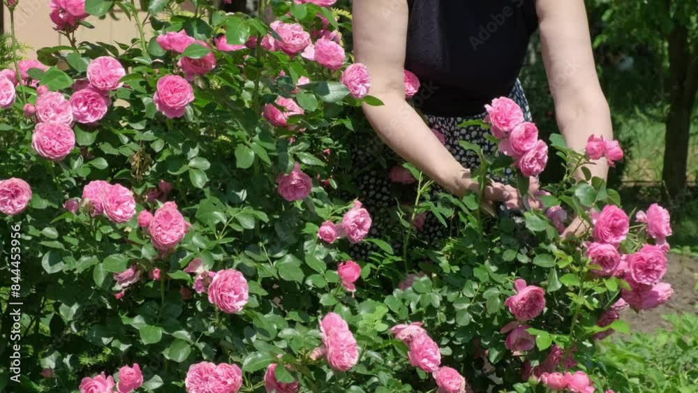 Woman gardener cuts a pink rose with a pruner. Portrait of a girl in a rustic garden. Woman cuts and smells roses. Trimming the flowers in a splendid garden. Gardening slow motion Woman gardener cuts a pink rose with a pruner. Portrait of a girl in a rustic garden. Woman cuts and smells roses. Trimming the flowers in a splendid garden. Gardening slow motion