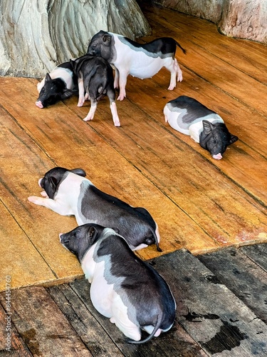 a photography of a group of small black and white pigs laying on a wooden floor. photo