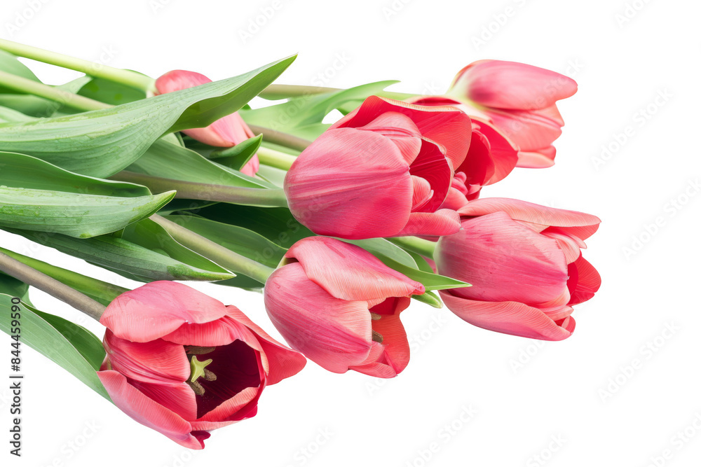 A bouquet of pink tulips with green leaves A bouquet of pink tulips with green leaves