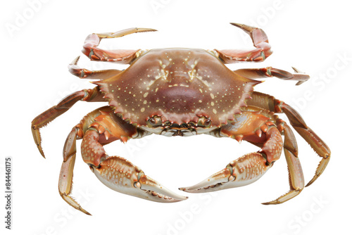 A crab is shown in a white background