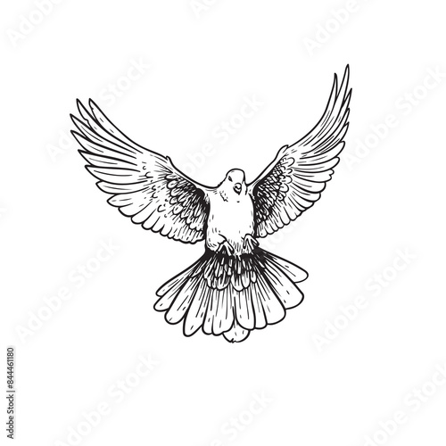 Hand drawn white dove. Flying bird in sketch pen and ink style. Peace and love symbol. Vector illustration.