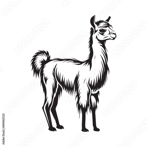 Alpaca Vector Images. Illustration of a Alpaca isolated on white background
