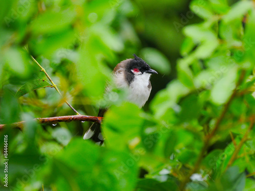 Red Whiskered Bulbul bird perching in natural environment in rainy weather  photo