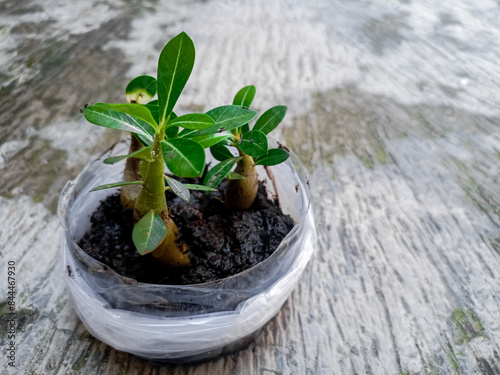 Adenium arabicum is a species of succulent plant commonly used for bonsai. photo