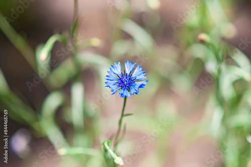 blue cornflower flower on a flower bed in the garden