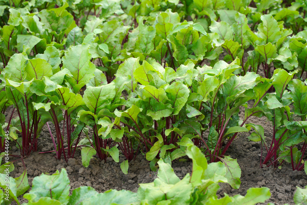 young red beets growing in the garden. concept of agricultural and rural production. natural vitamin product. rows of sprouted beets in the field. young red beets growing in the garden. concept of agricultural and rural production. natural vitamin product. rows of sprouted beets in the field.