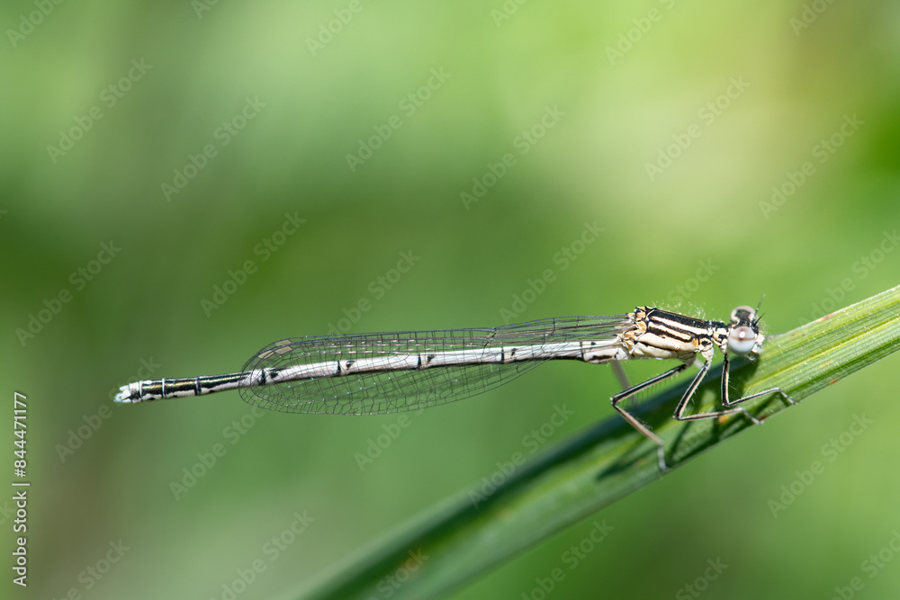 Close-up of a small feather dragonfly sitting on a blade of grass. The sun is shining from above. The background is green. There is space for text. Close-up of a small feather dragonfly sitting on a blade of grass. The sun is shining from above. The background is green. There is space for text.