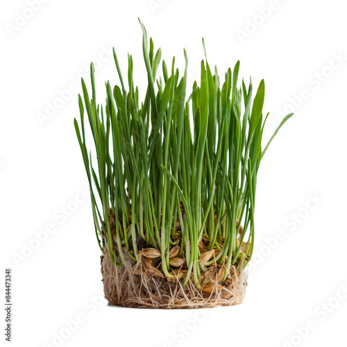 fresh green grass sprouts with seeds and roots isolated