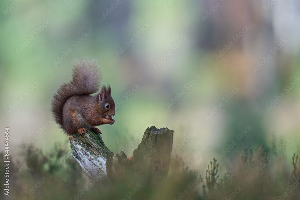 Red Squirrel (Sciurus vulgaris) feeding in a forest in the Highlands of Scotland. Red Squirrel (Sciurus vulgaris) feeding in a forest in the Highlands of Scotland.