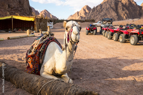 View of the camel in desert photo