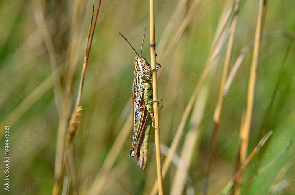 Grasshopper sitting on a stem of green grass Grasshopper sitting on a stem of green grass