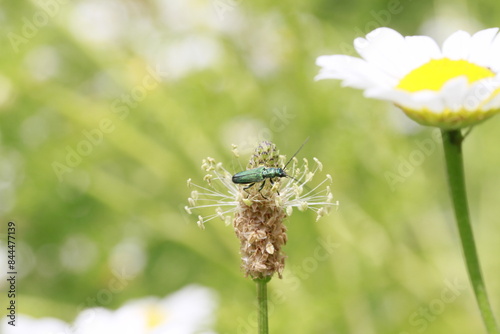 passion de fleurs photo