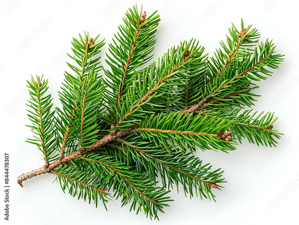 Festive Evergreen Pine Tree Branch on White Background Festive Evergreen Pine Tree Branch on White Background
