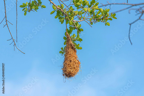 Nest of altamira oriole in Mexico photo
