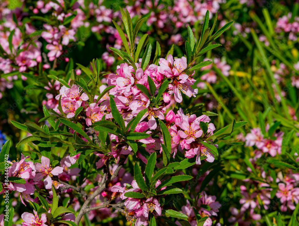 Naklejka premium pink flowers in the garden