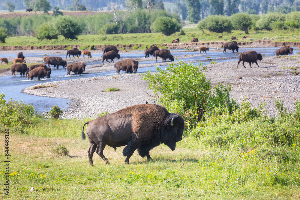 Buffalo Buffalo
