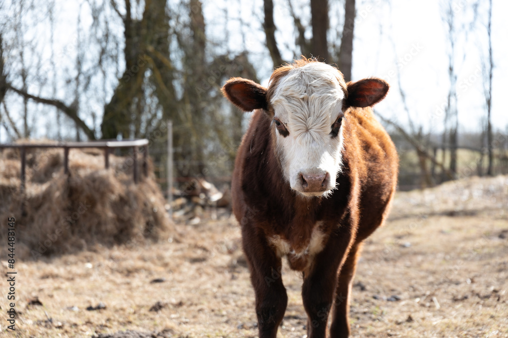 Brown and White Cow Standing on Dry Grass Field Brown and White Cow Standing on Dry Grass Field