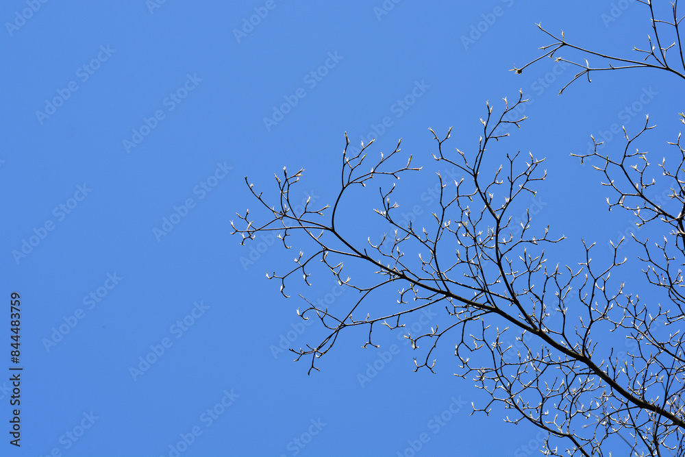 Flowering dogwood branch in the spring Flowering dogwood branch in the spring