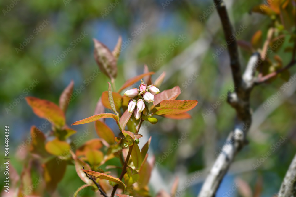 Blueberry Brigitta Blue flowers Blueberry Brigitta Blue flowers