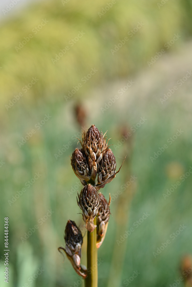 Summer Asphodel flower buds Summer Asphodel flower buds