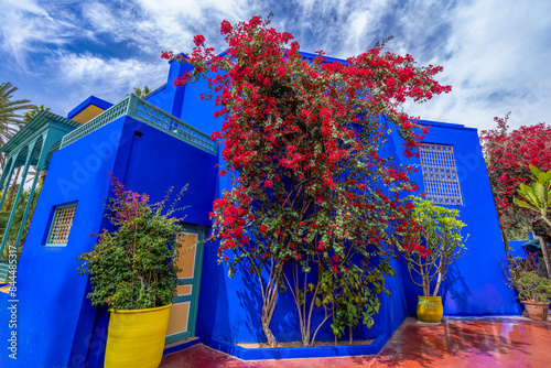 Bougainvillea blooms with red flowers in front of the blue house in the garden.The Majorelle Garden is known as the most mysterious garden. Marrakech, Morocco.
