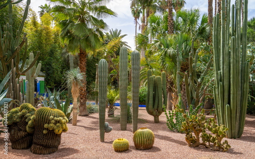 Exotic Cactus Garden Oasis - Desert Plant Display.The Majorelle Garden is known as the most mysterious garden. Marrakech, Morocco.