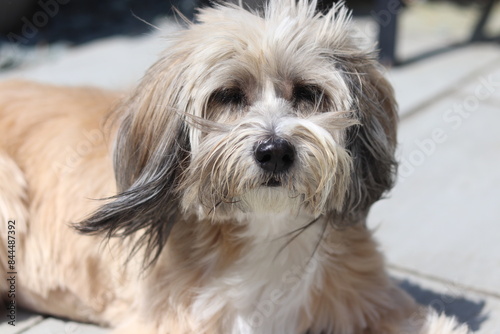 portrait of a dog