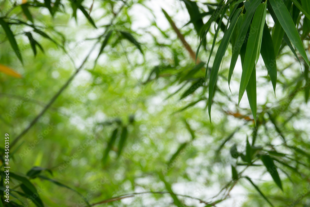 Fototapeta premium A tree with green leaves and a blurry background