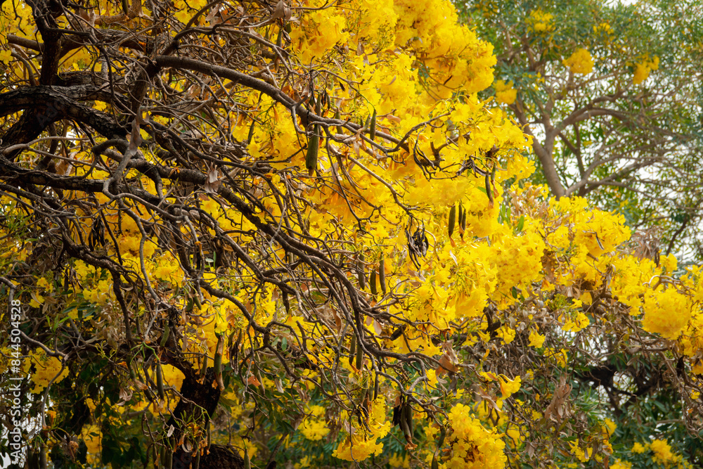 A tree with yellow leaves is in the foreground A tree with yellow leaves is in the foreground