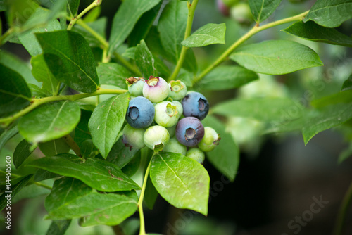 Wallpaper Mural blueberries on a branch Torontodigital.ca