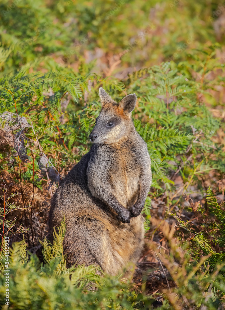 Australian kangaroo, a wallaby, stands among green bushes. Cute animal in nature. Close-up Australian kangaroo, a wallaby, stands among green bushes. Cute animal in nature. Close-up