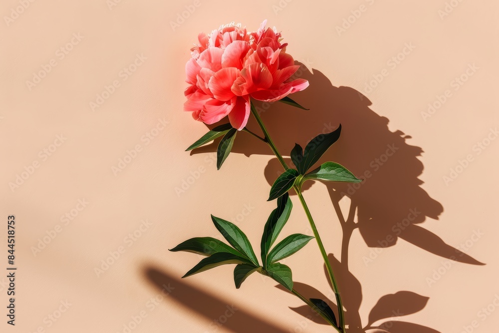Obraz premium A single pink peony flower with long stem and green leaves against a light tan background